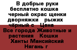 В добрые руки бесплатно,кошка,2.5черный окрас,щенки дворняжки,3 рыжих 1 чёрный,с › Цена ­ - - Все города Животные и растения » Кошки   . Ханты-Мансийский,Нягань г.